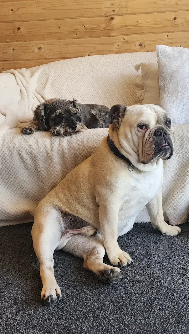 Louie and Poppy, the STRONG Inside™ therapy dogs.
